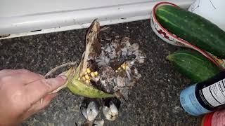 Corn smut did she eat it