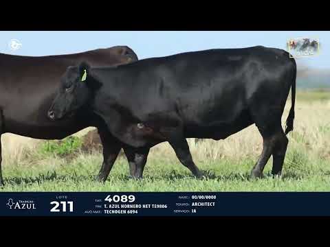 LOTE 211   TAT 4089, 4077 F Angus