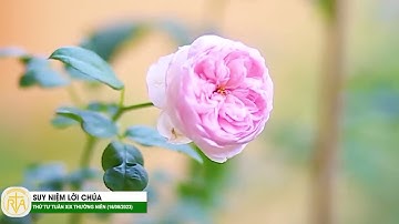 Nghe giảng Lễ Thứ Tư tuần XIX Thường Niên