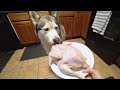 Husky vs 5 Pound Whole Pheasant! (ASMR)