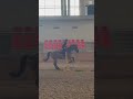 walvuś superrr ale się rozpędzał XD ##dc #horse #ytshorts #equestrian #yt #shorts