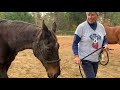 Storytime with Horse Buddies - Zippy Chippy at Old Friends at Cabin Creek