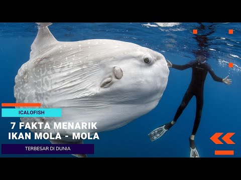 Ikan Mola Mola Raksasa Yang Terkenal Dengan Ukurannya Yang Sangat Besar