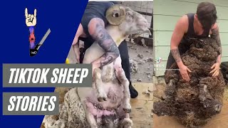 Sheep Shearing Stories From TikTok