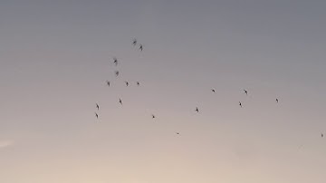 Gierzwaluw activiteit in de avond van 28 juni 2018