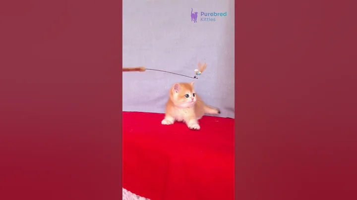 Video 11429341: british shorthair golden, british shorthair boy, eyes british shorthair, britishshorthair, kitten