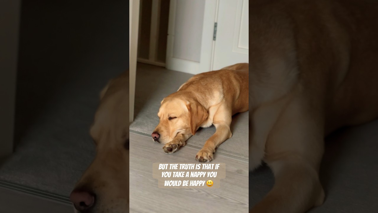 Take a nappy, you would be happy 😃 | SIMBA 