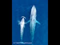 シロナガスクジラの親子＆シロナガスクジラの歌／鳴き声🐋 Blue Whale Mother & Calf #shorts