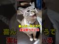 見逃すな！猫が喜んでいるように見えても実は怒っている6つのサイン
