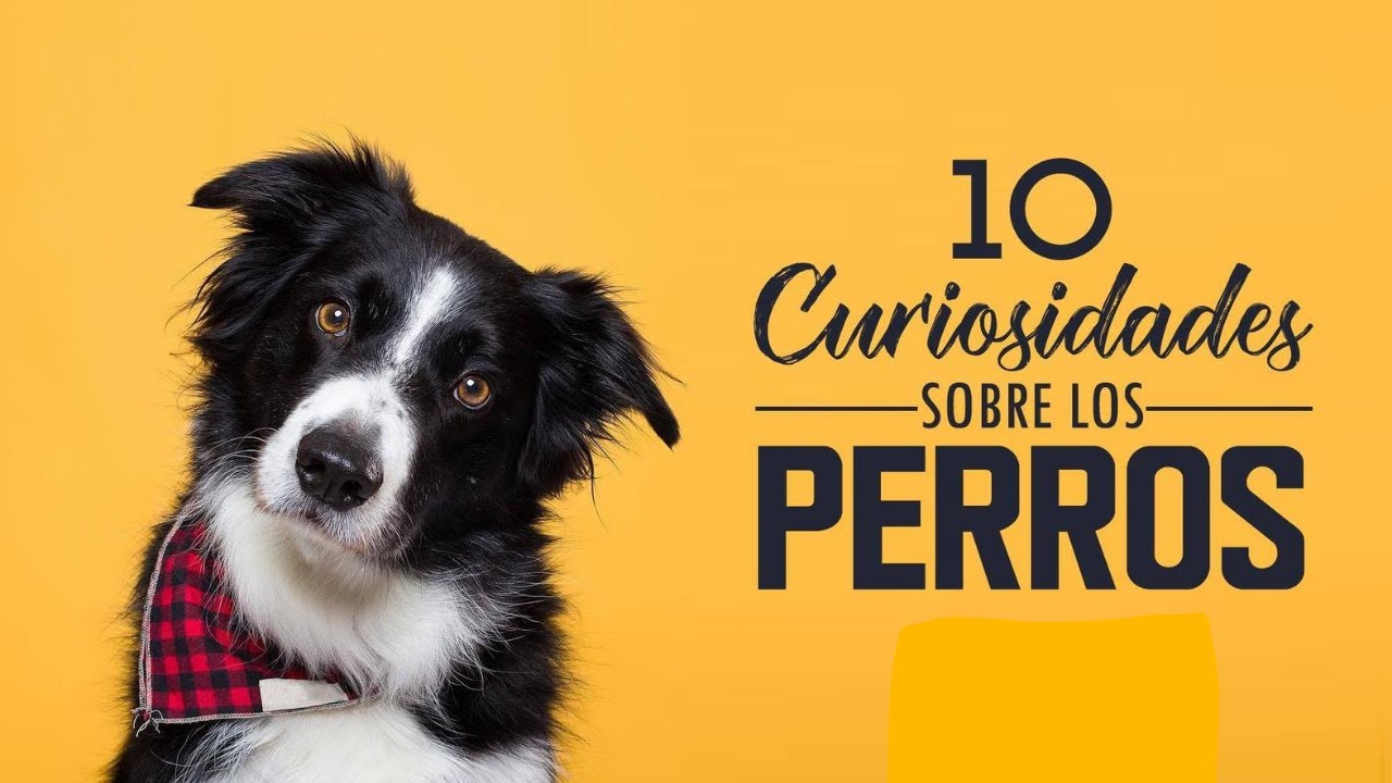 Vetsbi perros para que sirve