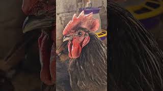 УХЕЙІЛЮЙ #животные  #chicken #яйца  #андрейновиков