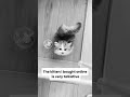 #funny #funnymoments #dog #cat #funnyvideos #funnyvideo #cats #funnyanimals #funnycats #dogs #dog