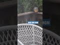 Squirrel eating an apple on my deck in the rain