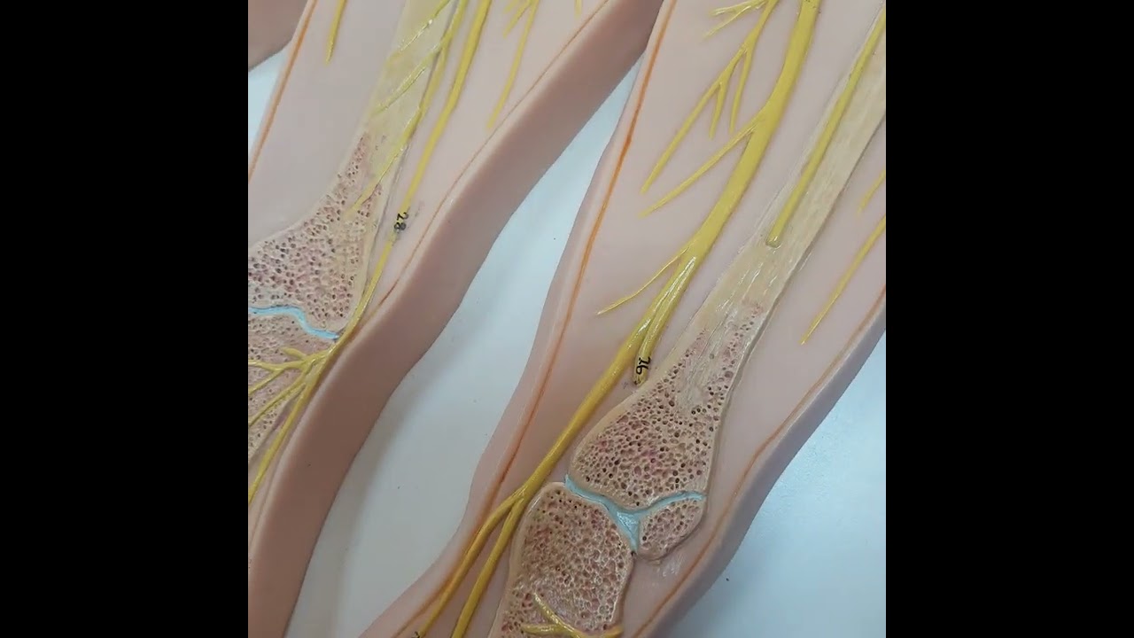 Plexus lumbosacralis