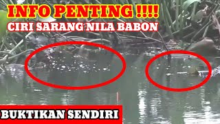 CARA MENCARI SARANG IKAN NILA BABON rembesan ini menjadi tandanya || MANCING NILA