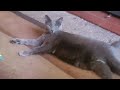 Playing with the cat