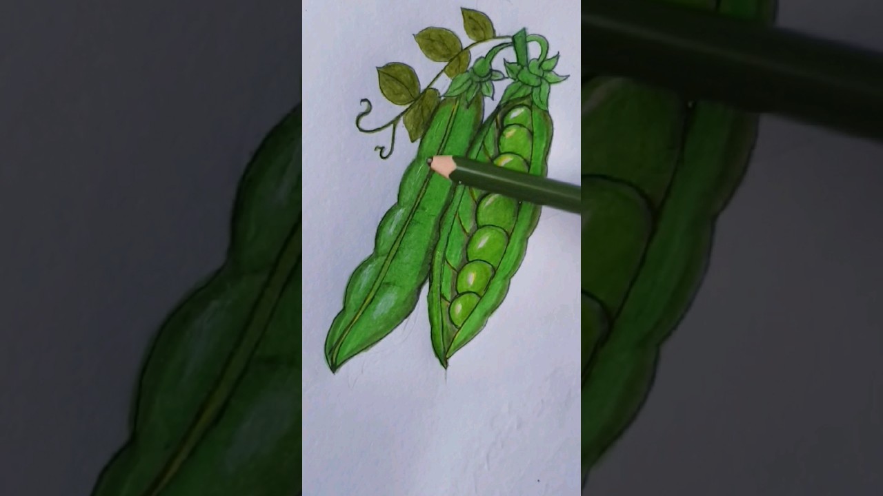 How to draw peas (मटर)||