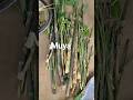 tini muya phaimani