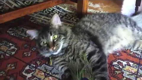 Video 172021: siberian cat playing fetch