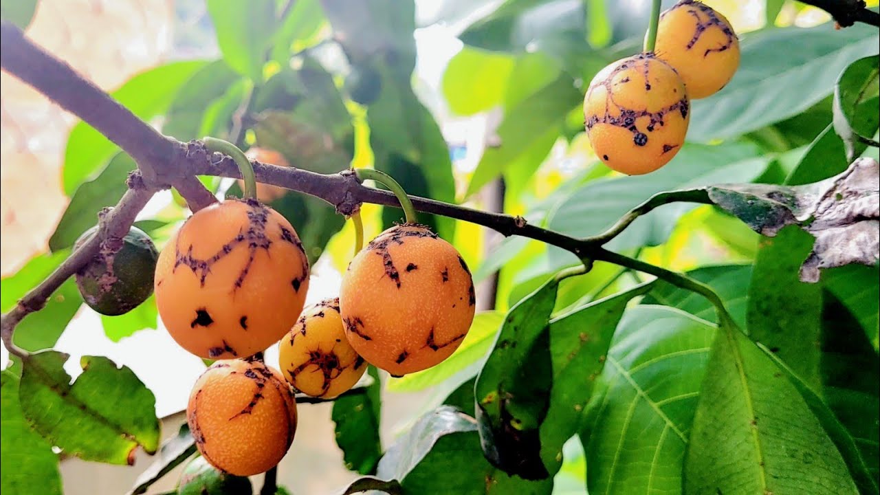 Bacupari Mirim, Uma das Frutas Mais Saborosas do Mundo - Colheita e Degustação