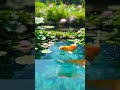 Take high-resolution, clear photos of koi fish#asmr #fish #ai #aishorts #shortvideo #shorts #short