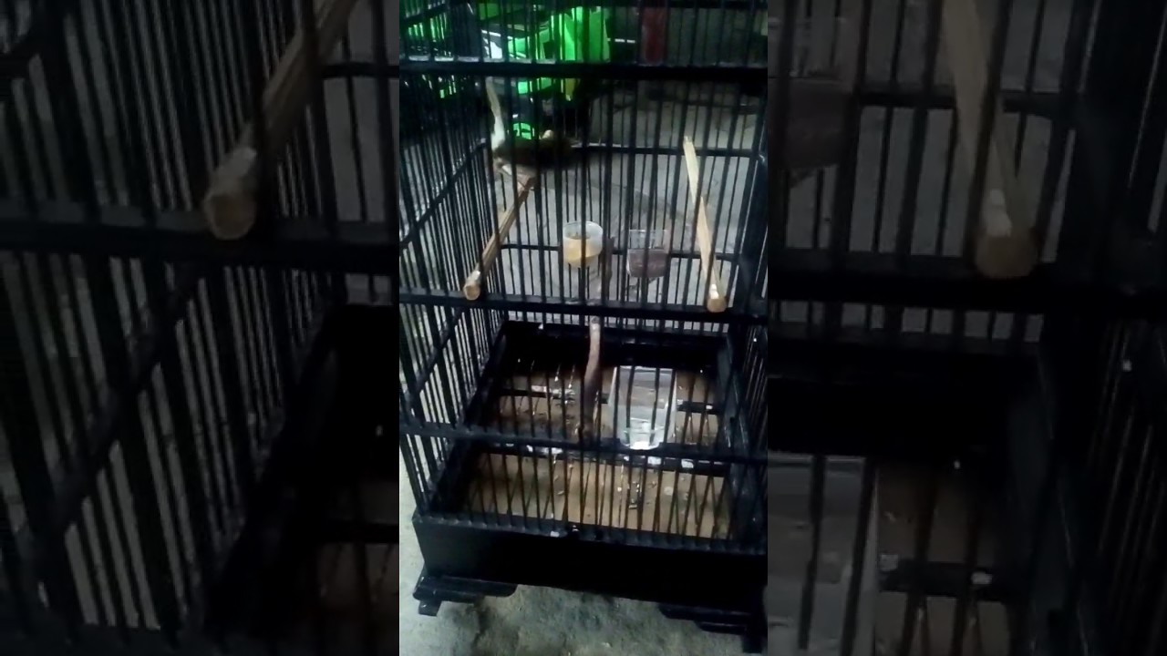 Burung prenjak part2.. calon lomba... 
