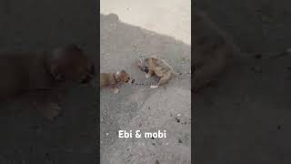 Ebi And Mobi Are Very Funny And Strong,They Lost Their Mother So We Get Them And Take Care