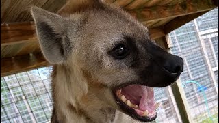 SPOTTED HYENA SNIFFS