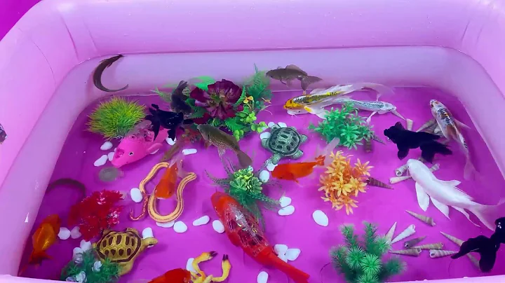 Let's explore what fish and sea creatures there are:sharks,jellyfish#goldfish#animals#viral videos