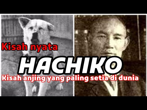 Video: Hachiko: sebuah monumen di Tokyo. Monumen anjing Hachiko di Jepang