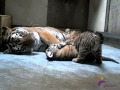 Amur Tiger Cubs at Play: Part 2