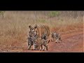 Tadoba Tiger Safari  05/04/21- Exclusive - first time ever : Tigress Lara with her Cubs