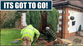 Taking A CONIFER Down | Stump REMOVAL | Lawn/Yard Care