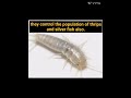 Ground beetle-a beneficial insect for garden#shorts#homegardening