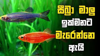 සීබ්‍රා මසුන් ගැන සින්හලෙන් | zebra fish care in sinhala | shagee sl