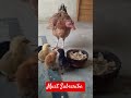 mama hen feeding with her chicks #youtube #ytshorts #viral #chiks #chicksfeed #breeding #2025