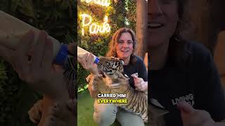 This Tiger Was Left Behind by His Mom… What Happened Next 💛 #wildlife #shorts