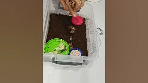Как определить пол улитке!