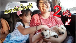 ซื้อลูกหมา!! โกลเด้น รีทรีฟเวอร์ 2 ตัว มาเป็นสมาชิกใหม่! | แม่ปูเป้ เฌอแตม Tam Story