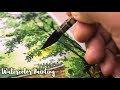 How I painted leaves and water with watercolor | Watercolor Painting landscape