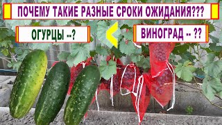 видео: 🍇Сроки ОЖИДАНИЯ препаратов на ВИНОГРАДЕ и на ОГУРЦАХ. Где нас обманывают? Когда можно убирать урожай картинка: 🍇Сроки ОЖИДАНИЯ препаратов на ВИНОГРАДЕ и на ОГУРЦАХ. Где нас обманывают? Когда можно убирать урожай