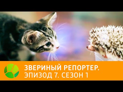 Звериный репортер. Эпизод 7. Сезон 1 | Живая Планета