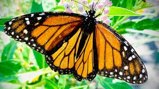 10 TIPS to attract MORE MONARCH Butterflies to your Milkweed Garden | Butterfly Garden Basics