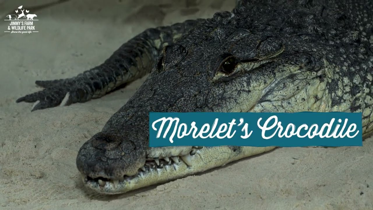 Animal Of The Week- Morelet's Crocodile!