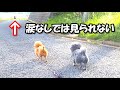 【泣ける動画】いないはずのパパが突然現れたら…