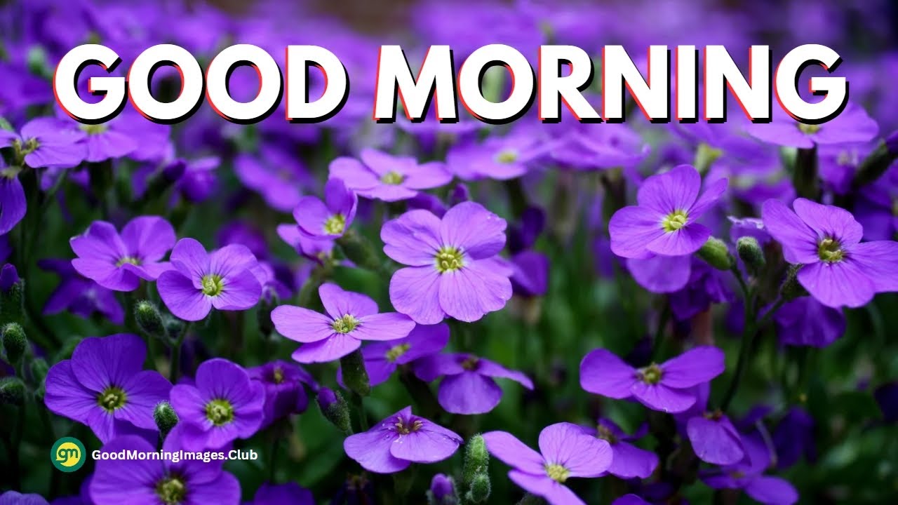 Good Morning Status Video Good Morning Whatsapp Status YouTube