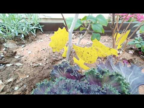 Insects in the flowers., #shortsvideo #garden #insects