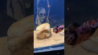imported Betta fish #shorts #bettafish #fish