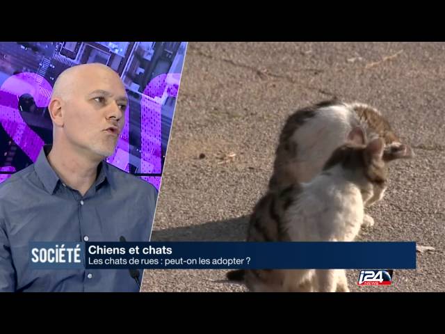 Peut On Adopter Les Chats De Rue Youtube Peut On Adopter Les Chats De Rue Youtube