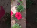 Beautiful Flowering in my garden #gardening #plants